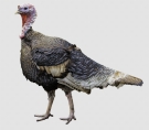 a turkey